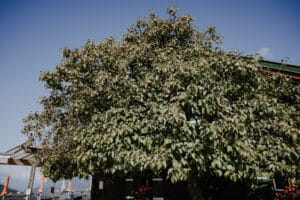 Ein großer, belaubter Baum steht vor einem Holzgebäude unter einem klaren blauen Himmel und bietet eine perfekte Kulisse für jemanden, der davon träumt zu heiraten. Leuchtend rote Blumen blühen in einem Blumenkasten, während ein Teil einer bezaubernden Terrasse mit orangefarbenen Sonnenschirmen einen einladenden Ort bietet, der sich ideal für intime Momente oder sogar Hochzeitsplanungen eignet.