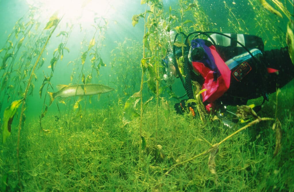 Ein Taucher in bunter Ausrüstung schwimmt zwischen hohen Unterwasserpflanzen und blickt einem Fisch in einer sonnenbeschienenen, grünlichen Unterwasserwelt entgegen. Sonnenstrahlen dringen durch das Wasser und erhellen die Szene.