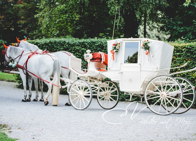 Eine weiße, mit Blumen geschmückte Pferdekutsche wartet auf einem Kiesweg, bereit für die perfekte Hochzeit. Zwei graue Pferde, angeschirrt und im Gleichgewicht, stehen anmutig neben einer üppigen grünen Hecke und verleihen diesem besonderen Tag der Hochzeit einen Hauch von Zauber.
