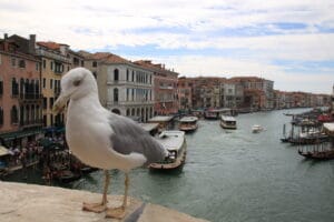 Eine Möwe steht auf einer Brücke über einem belebten Kanal in Venedig, Italien, auf dem Boote und Gondeln den Wasserweg befahren. Es ist eine bezaubernde Kulisse für eine Hochzeit inmitten historischer Gebäude unter einem teilweise bewölkten Himmel.
