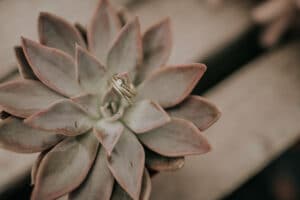 Eine Nahaufnahme einer Sukkulente mit graugrünen Blättern mit rosa Rand. Auf der zentralen Rosette sitzt ein zarter Goldring mit einem kleinen Diamanten, wodurch eine schlichte und elegante Komposition entsteht – ein perfektes Symbol für alle, die ihre Hochzeit planen.