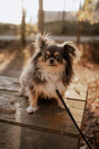 Ein kleiner, flauschiger Hund mit langem Fell und großen Ohren sitzt glücklich auf einem hölzernen Picknicktisch im sonnenbeschienenen Park und träumt vielleicht von einer Rolle bei einer perfekten Hochzeit. Seine Leine ist zwischen verstreuten trockenen Blättern zu sehen. Verschwommene Bäume und ein heller Himmel vervollständigen diese ruhige Kulisse.