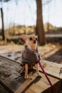 Ein kleiner Chihuahua mit grauem Kapuzenpullover sitzt auf einer Holzbank, seine rote Leine lässt auf einen spielerischen Ausbruch schließen. Der Hintergrund erinnert an einen Zauberwald, der auf eine Märchenhochzeit wartet. Die Bäume sind verschwommen und das Sonnenlicht fällt durch und weckt Träume von Romantik und Hochzeitsplanung.
