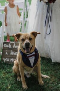 Ein brauner Hund mit einem Smoking-Bandana sitzt im Gras vor einer Braut im weißen Kleid, perfekt für jede Hochzeitsszene. Ein Holzschild mit weißem Text und der Teil eines Kindes im weißen Kleid schmücken den Hintergrund und fangen die Essenz sorgfältiger Hochzeitsplanung ein.