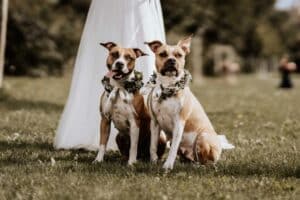 Zwei Hunde mit Blumenkränzen sitzen im Gras vor einer Person in einem weißen Kleid, wahrscheinlich bei einer Veranstaltung im Freien wie einer Hochzeit. Der Hintergrund ist eine verschwommene, sonnige Parkszene mit viel Grün.