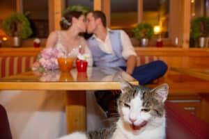 Im Vordergrund sitzt eine Katze mit heraushängender Zunge auf einem Stuhl, während sich ein Paar im Hochzeitskleid an einem Holztisch bei seiner Hochzeit küsst.