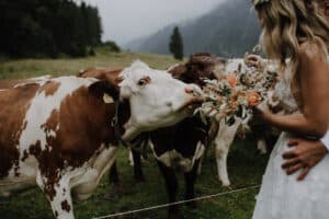 Eine Braut mit einem Blumenstrauß steht neben einer neugierigen Kuh auf einer Wiese. Andere Kühe sind in der nebligen Berglandschaft verteilt und sorgen für eine rustikale und charmante Hochzeitsatmosphäre.
