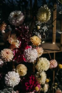 Eine Vielzahl farbenfroher Dahlien in den Farbtönen Weiß, Rosa, Gelb und Burgunder blühen vor einem dunklen Blatthintergrund und erzeugen eine üppige und lebendige Blumenpracht, die perfekt für jede Hochzeitsfeier ist.