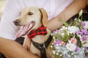 Ein kleiner Hund mit einer rot-schwarz karierten Fliege sitzt neben einer Person, die einen Strauß bunter Blumen, darunter Rosen, hält, perfekt für eine entzückende Hochzeit. Die Szene ist hell und fröhlich.