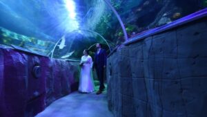 Eine Braut und ein Bräutigam stehen zusammen in einem Unterwassertunnel in einem Aquarium und betrachten die über ihnen schwimmenden Meeresbewohner. Der Tunnel ist mit blauem und violettem Licht beleuchtet, was eine magische Atmosphäre schafft.